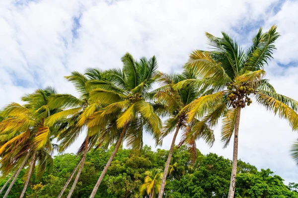 Palmeira Tropical Verão Planta Tropical Palma Verão Palma Verão Tropical — Fotografia de Stock