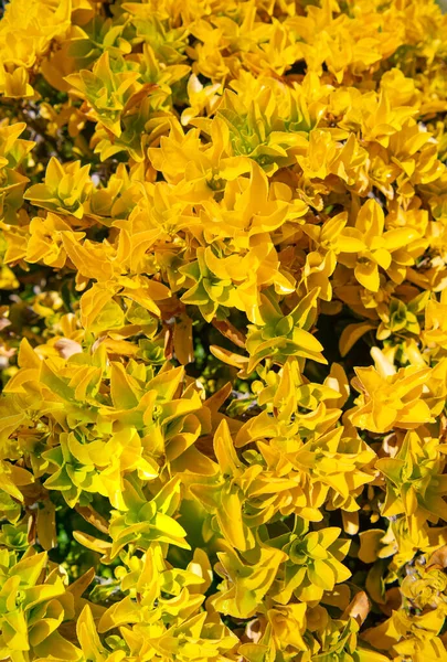 Κίτρινο Φόντο Φυτού Κίτρινο Φυτό Φύση Υπαίθρια Κίτρινο Φυτό Της — Φωτογραφία Αρχείου