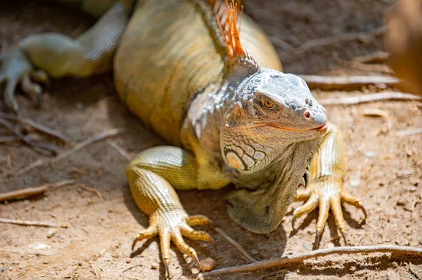 Photo Iguana Lizard Reptile Fauna Iguana Lizard Outdoor Iguana Lizard — Stock Photo, Image