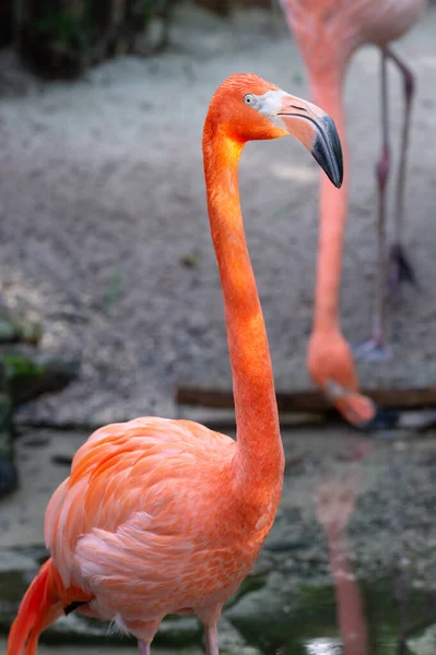 野生动物中美丽的火烈鸟 有粉色羽毛的火烈鸟 异国情调的火烈鸟 火烈鸟在自然界中的照片 — 图库照片
