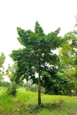 Açık havada tropik bir ağaç. Doğadaki tropik ağaç. Tam uzunlukta tropikal ağaç. Tropikal ağacın fotoğrafı.