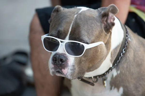 미국의 불싸움꾼 강아지 미국의 불량배나 안경을 미국의 불량배나 강아지 미국의 — 스톡 사진