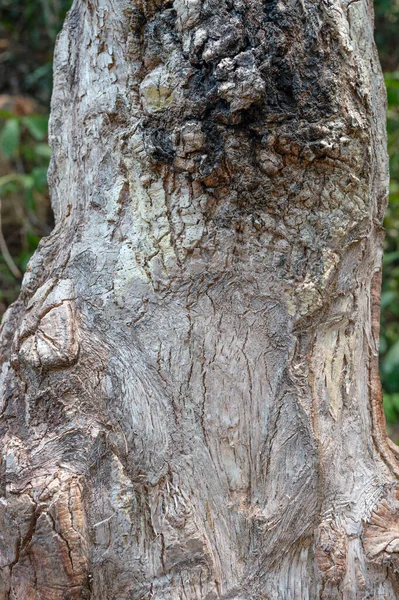 Ağaç Kabuğu Gövdesi Ağaç Kabuğu Dokusu Ağaç Kabuğu Gri Renk — Stok fotoğraf