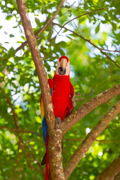在大自然的外面 有一只金刚鹦鹉 图上是动物园里的金刚鹦鹉 Ara Macaw鹦鹉鸟 Ara Macaw Parrot Outdor — 图库照片
