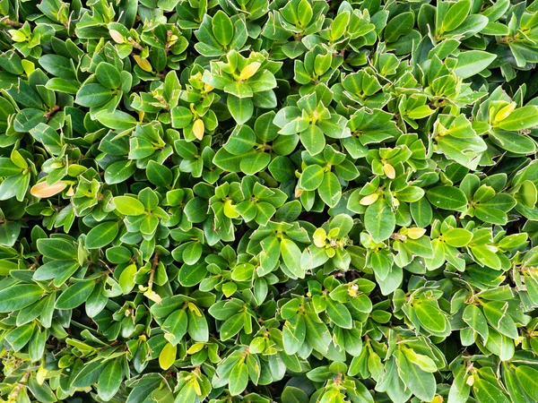 Zelené Rostlinné Pozadí Zelené Rostlinné Pozadí Přírodě Tropické Zelené Rostlinné — Stock fotografie
