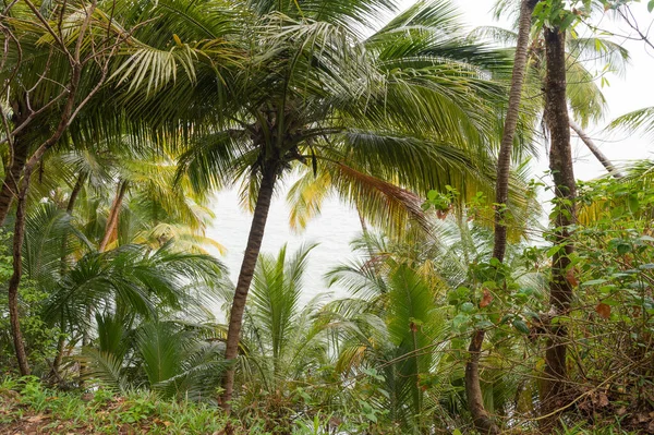 Zelené Palmy Pralese Tropických Deštných Pralesů Fotografie Krajiny Tropických Deštných — Stock fotografie