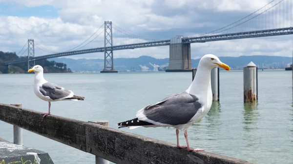 Seagulls Sea Gulls Birds Parapet Bridge — Stock Photo, Image