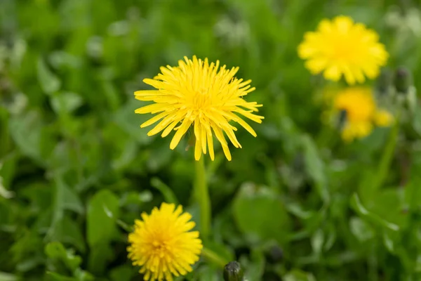 夏のタンポポの花 草の中のタンポポの花 タンポポの花のイメージ 夏のタンポポの花 — ストック写真