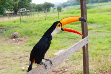 Vahşi doğada oturan gagalı bir tukan. Turuncu gagalı bir tukan kuşu. Dışında gagası olan bir Toucan fotoğrafı. Açık gagalı bir tukan..