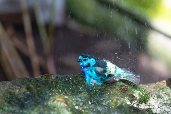 野生动植物中的坦加拉鸟 兰花鸟 有蓝色羽毛 异国情调的橘子鸟 Tangara鸟在雨天的照片 — 图库照片