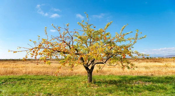 Almafa Gyümölcsöskertészettel Almás Gyümölcsösök Aratásának Képe Almáskerti Szüret Almás Gyümölcsösök — Stock Fotó