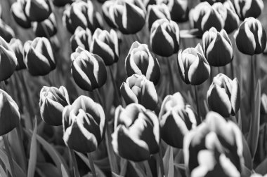 Pembe lale çiçeği. Renkli doğal arka planı olan yakın plan. Hollanda.