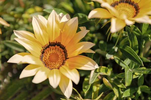 Flor Amarela Florescendo Planta Dia Ensolarado — Fotografia de Stock