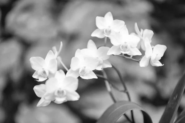 Λευκά Άνθη Ανθισμένης Ορχιδέας Την Άνοιξη — Φωτογραφία Αρχείου