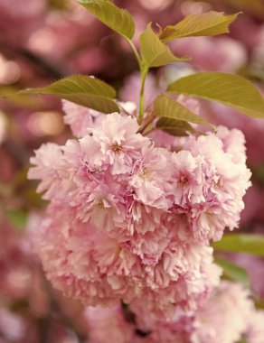 Çiçek açan bahar ağacındaki pembe Japon kiraz çiçeği..