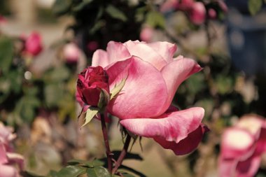 Bahçe gülünün yumuşak çiçek yaprakları. Baharda gül bahçesi. Parlak gül çalısı. Doğada güzel taze güller. Bahçedeki pembe çay gülleri çalısı. Yaz çiçekleri..