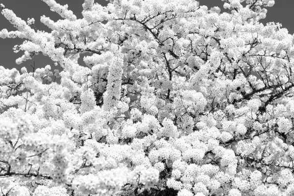 Biały Kwiat Kwiatów Sakury Wiosną Tło Kwiatowe — Zdjęcie stockowe