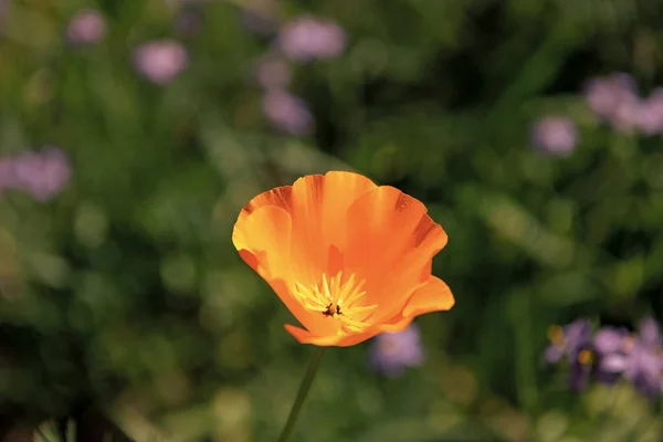 Fiore Papavero Arancione Primo Piano Macro Fotografia Sfondo Naturale Sfocato — Foto Stock