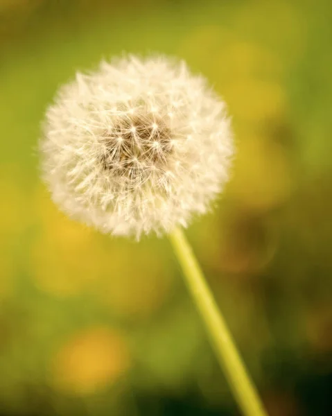 Квітка Яча Природному Фоні Макро Краса Природи Вибірковий Фокус — стокове фото