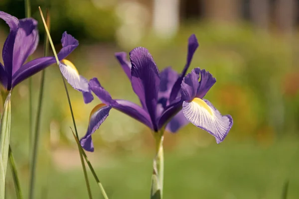 Irisblumen Blühen Sonnigen Frühlingstagen — Stockfoto