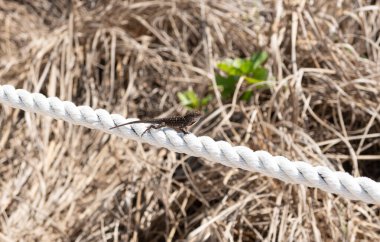 Vahşi kertenkele sürüngen dışarıda. Vahşi kertenkele sürüngen dışarıda. Vahşi hayatta vahşi kertenkele sürüngen. Vahşi kertenkele sürüngeninin fotoğrafı.