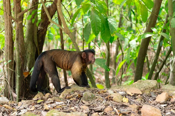 Macaco Prego Vida Selvagem Espaço Cópia Macaco Prego Natureza Vida — Fotografia de Stock