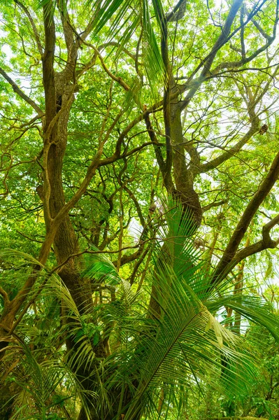 Hluboký Zelený Les Tropických Deštných Pralesů Fotografie Krajiny Tropických Deštných — Stock fotografie