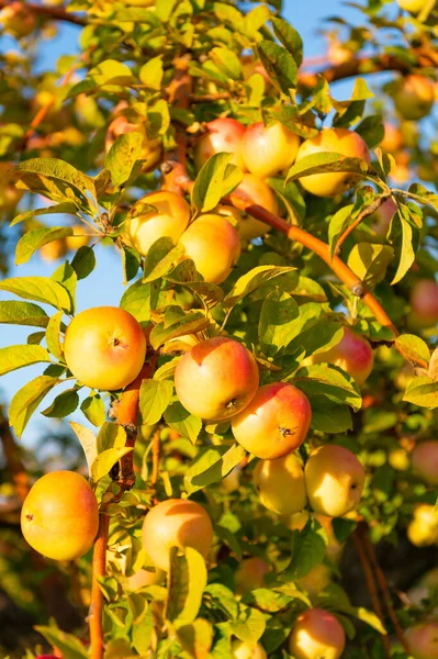 Ώριμη Συγκομιδή Μήλων Ώριμη Συγκομιδή Μήλων Κλαδί Δέντρου Ώριμη Συγκομιδή — Φωτογραφία Αρχείου