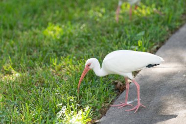 Ibis kuşu, anlaşıldı. Vahşi hayatta Ibis kuşu. Ibis kuşu doğada. Açık havada Ibis kuşunun fotoğrafı.