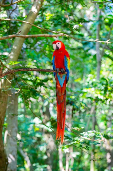 Παπαγαλάκι Στο Δέντρο Σάρα Μακάο Παπαγάλος Παπαγάλος Έξω Φωτογραφία Του — Φωτογραφία Αρχείου