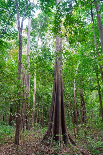 Pralesní Příroda Pralesní Krajina Přírody Pralesní Příroda Stromy Džungle Les — Stock fotografie