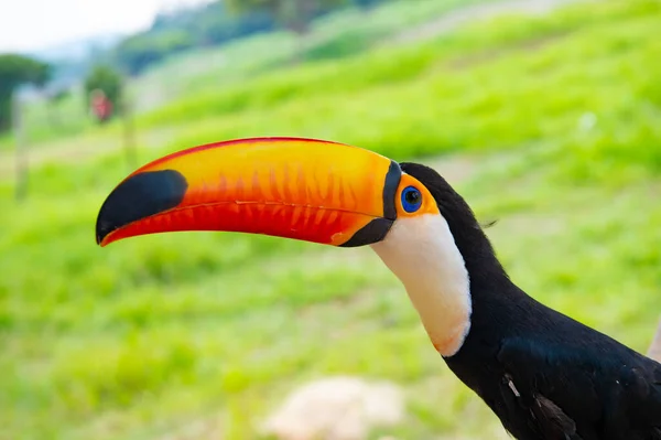 Profil Tukańskiego Ptaka Przyrodzie Tukan Pomarańczowym Dziobem Zdjęcie Tukańskiego Ptaka — Zdjęcie stockowe