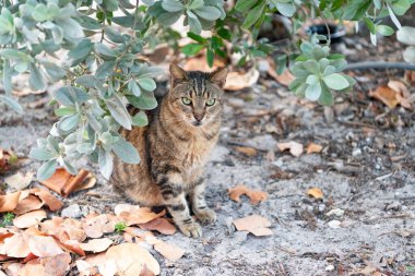 Kedi evcil hayvanı. Kedi evcil hayvanı dışarıda. Kedi evcil hayvanı yerde. Kedi evcil hayvan fotoğrafı..
