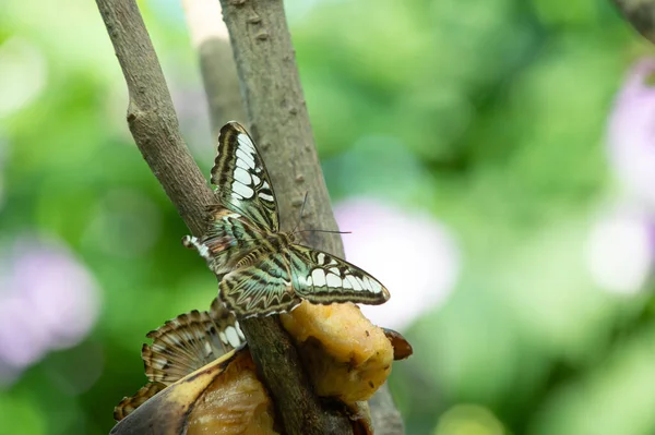自然の中で緑蝶 蝶の虫が接近中 蝶マクロ写真を飛んでいます 羽のついた蝶の写真 — ストック写真