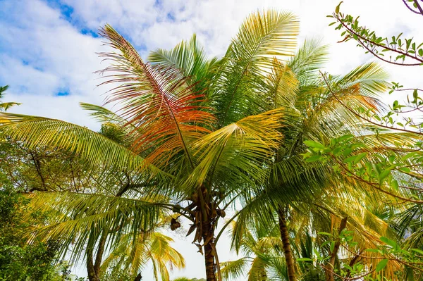 Bujná Exotická Tropická Letní Dlaň Divoké Přírodě Fotografie Tropických Letních — Stock fotografie