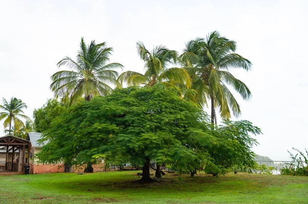 Tropisk Sommarpalm Och Träd Tropisk Sommarpalm Och Trädplanta Exotisk Tropisk — Stockfoto