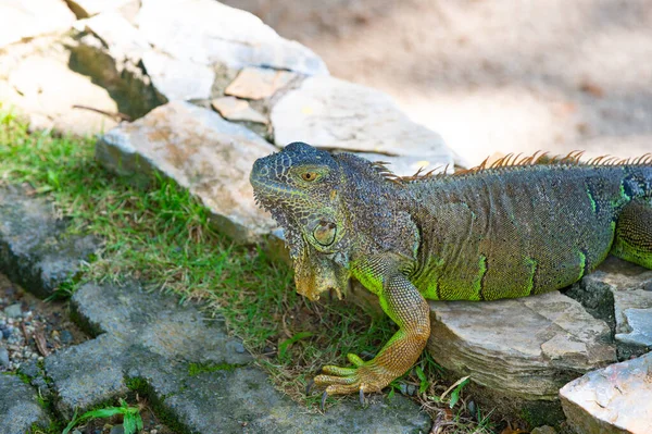 Зеленого Кольору Ігуана Ящірка Природі Фото Ігуани Рептилії Ящірки Ігуана — стокове фото