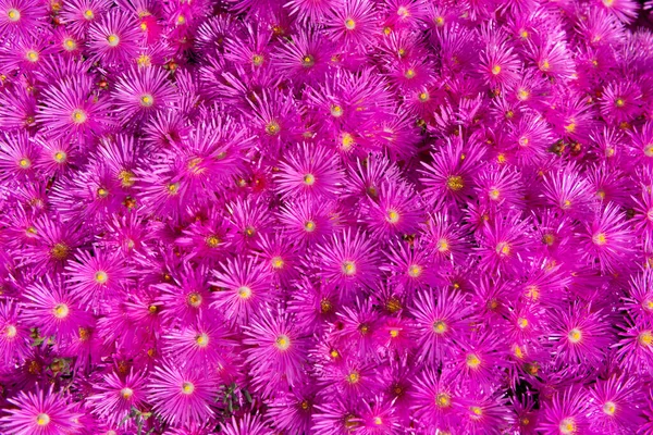Beautiful Magenta Flower Background Magenta Flower Background Bright Color Photo — Stock Photo, Image