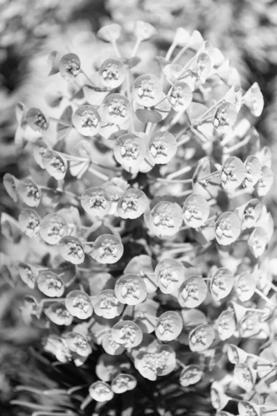 Евфорбия Гашиас Цветущее Растение Зелеными Цветами — стоковое фото