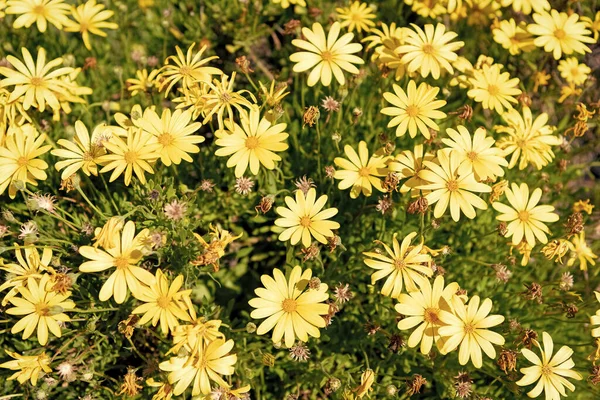 Kwietnik Żółtymi Kwiatami Stokrotki Tło Natury — Zdjęcie stockowe