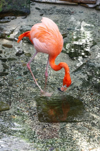 フラミンゴの鳥の完全な長さの写真です 野生動物のフラミンゴです ピンクの羽を持つフラミンゴの鳥 エキゾチックなフラミンゴの鳥の屋外 — ストック写真