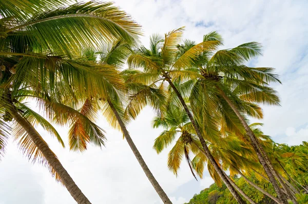 Nízký Úhel Pohledu Tropickou Letní Palmovou Rostlinu Exotické Tropické Letní — Stock fotografie
