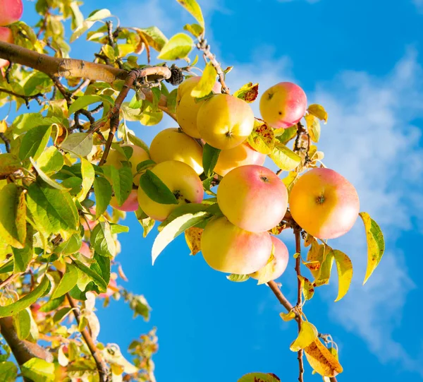 Κοντινό Πλάνο Της Συγκομιδής Οπωρώνων Μήλων Συγκομιδή Οπωρώνων Μήλου Φθινόπωρο — Φωτογραφία Αρχείου