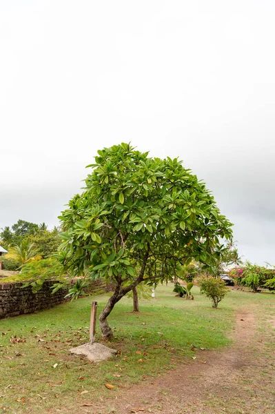 Cerbera Manghas Lub Egzotyczne Drzewo Mango Morskiego Cerbera Manghas Egzotyczne — Zdjęcie stockowe