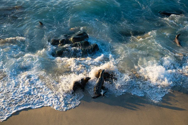 야외에서 재미를 바다에 바다사자 동물입니다 캘리포니아 바다사자 자연의 동물이죠 바다사자 — 스톡 사진