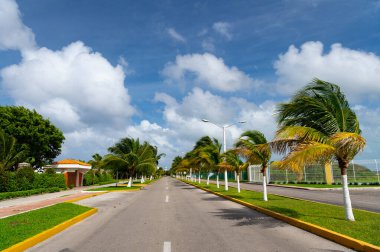 Palmiye bitkileriyle dolu boş bir yol. Rüzgarlı havada palmiyeli yol. Palm ile yazın çekilmiş bir fotoğraf. Palmiyeli yol.