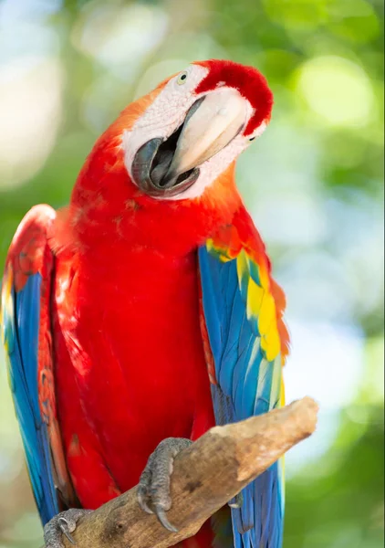 风趣的玛瑙鹦鹉在外面 图上是动物园里的金刚鹦鹉 Ara Macaw鹦鹉鸟 Ara Macaw Parrot Outdor — 图库照片