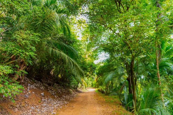 Ağaçlar Arasında Yolu Olan Tropik Orman Doğa Bitki Örtüsü Tropikal — Stok fotoğraf