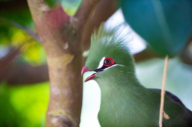 Doğadaki egzotik tauraco kuşunun başı. Vahşi hayatta egzotik tauraco kuşu. Yeşil tüylü egzotik tauraco kuşu. Egzotik tauraco kuşu..