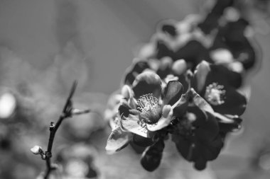 Baharda çiçek açan sakura ağacının kırmızı çiçekleri. seçici odak.